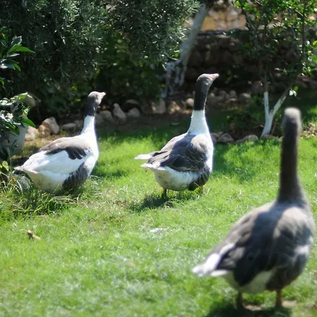 Calba Hause Farm stay Turunc